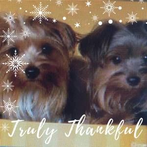 Meet your Posher, Zsa zsa